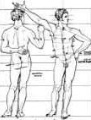 proportions of the human figure